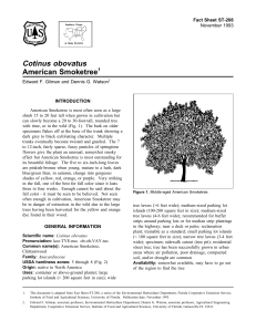 Cotinus obovatus American Smoketree Fact Sheet ST-208 1