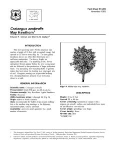 Crataegus aestivalis May Hawthorn Fact Sheet ST-209 1