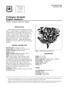 Crataegus laevigata English Hawthorn Fact Sheet ST-210 1