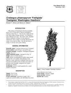 Crataegus phaenopyrum ‘Fastigiata’ ‘Fastigiata’ Washington Hawthorn Fact Sheet ST-213 1