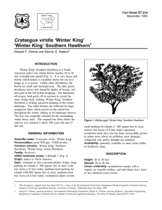 Crataegus viridis ‘Winter King’ ‘Winter King’ Southern Hawthorn Fact Sheet ST-214 1