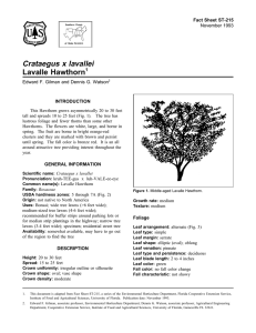 Crataegus x lavallei Lavalle Hawthorn Fact Sheet ST-215 1