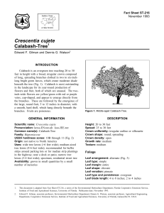Crescentia cujete Calabash-Tree Fact Sheet ST-216 1