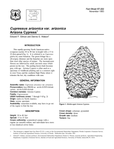 Cupressus arizonica var. arizonica Arizona Cypress Fact Sheet ST-222 1