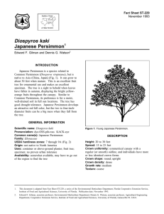 Diospyros kaki Japanese Persimmon Fact Sheet ST-229 1