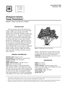 Diospyros texana Texas Persimmon Fact Sheet ST-230 1