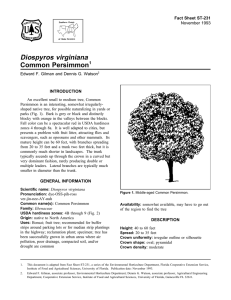 Diospyros virginiana Common Persimmon Fact Sheet ST-231 1