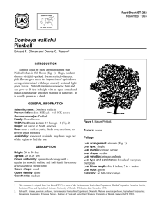 Dombeya wallichii Pinkball Fact Sheet ST-232 1