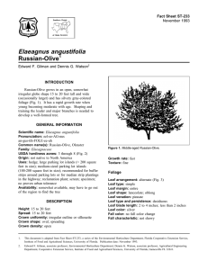 Elaeagnus angustifolia Russian-Olive Fact Sheet ST-233 1