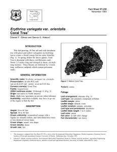Erythrina variegata var. orientalis Coral Tree Fact Sheet ST-238 1
