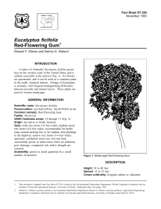 Eucalyptus ficifolia Red-Flowering Gum Fact Sheet ST-239 1