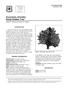 Eucommia ulmoides Hardy Rubber Tree Fact Sheet ST-240 1