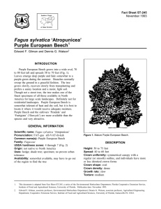 Fagus sylvatica ‘Atropunicea’ Purple European Beech Fact Sheet ST-245 1