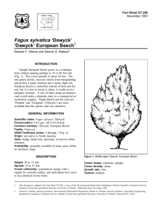 Fagus sylvatica ‘Dawyck’ ‘Dawyck’ European Beech Fact Sheet ST-246 1