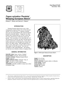 Fagus sylvatica ‘Pendula’ Weeping European Beech Fact Sheet ST-247 1