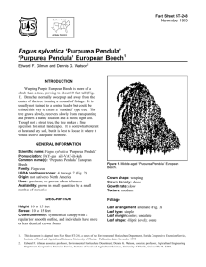 Fagus sylvatica ‘Purpurea Pendula’ ‘Purpurea Pendula’ European Beech Fact Sheet ST-248 1