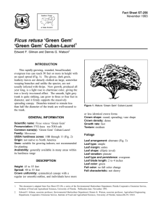 Ficus retusa ‘Green Gem’ ‘Green Gem’ Cuban-Laurel Fact Sheet ST-256 1