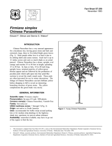 Firmiana simplex Chinese Parasoltree Fact Sheet ST-259 1