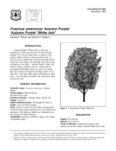 Fraxinus americana ‘Autumn Purple’ ‘Autumn Purple’ White Ash Fact Sheet ST-263 1