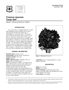 Fraxinus texensis Texas Ash Fact Sheet ST-270 1