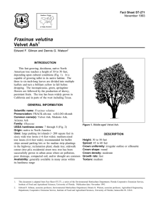 Fraxinus velutina Velvet Ash Fact Sheet ST-271 1