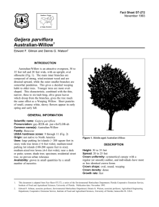 Geijera parviflora Australian-Willow Fact Sheet ST-272 1