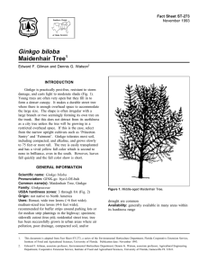 Ginkgo biloba Maidenhair Tree Fact Sheet ST-273 1