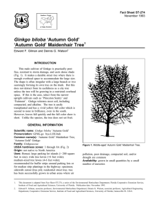 Ginkgo biloba ‘Autumn Gold’ ‘Autumn Gold’ Maidenhair Tree Fact Sheet ST-274 1