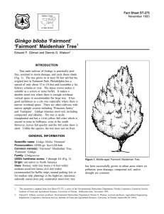 Ginkgo biloba ‘Fairmont’ ‘Fairmont’ Maidenhair Tree Fact Sheet ST-275 1