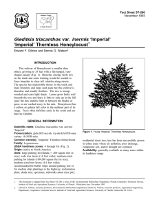 Gleditsia triacanthos var. inermis ‘Imperial’ ‘Imperial’ Thornless Honeylocust Fact Sheet ST-280 1