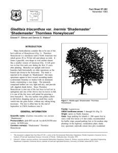 Gleditsia triacanthos var. inermis ‘Shademaster’ ‘Shademaster’ Thornless Honeylocust Fact Sheet ST-281 1