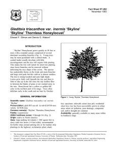 Gleditsia triacanthos var. inermis ‘Skyline’ ‘Skyline’ Thornless Honeylocust Fact Sheet ST-282 1