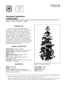 Gordonia lasianthus Loblolly-Bay Fact Sheet ST-283 1