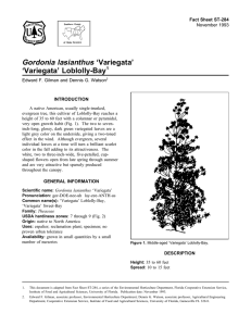 Gordonia lasianthus ‘Variegata’ ‘Variegata’ Loblolly-Bay Fact Sheet ST-284 1