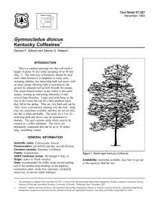 Gymnocladus dioicus Kentucky Coffeetree Fact Sheet ST-287 1