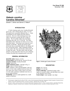 Halesia carolina Carolina Silverbell Fact Sheet ST-288 1