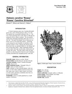 Halesia carolina ‘Rosea’ ‘Rosea’ Carolina Silverbell Fact Sheet ST-289 1
