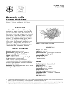 Hamamelis mollis Chinese Witch-Hazel Fact Sheet ST-293 1