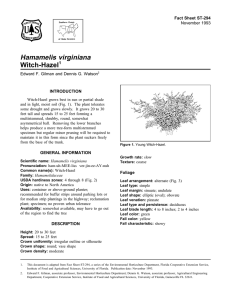 Hamamelis virginiana Witch-Hazel Fact Sheet ST-294 1