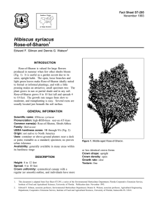 Hibiscus syriacus Rose-of-Sharon Fact Sheet ST-295 1