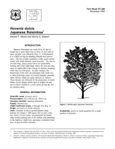 Hovenia dulcis Japanese Raisintree Fact Sheet ST-296 1