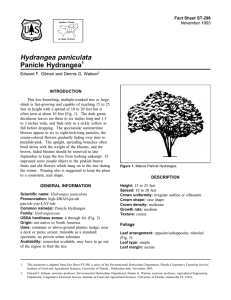 Hydrangea paniculata Panicle Hydrangea Fact Sheet ST-298 1