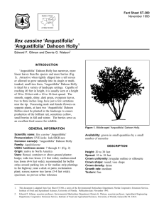 Ilex cassine ‘Angustifolia’ ‘Angustifolia’ Dahoon Holly Fact Sheet ST-300 1