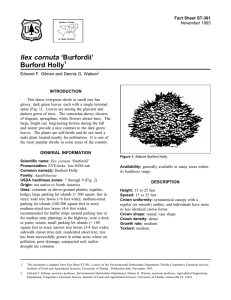 Ilex cornuta ‘Burfordii’ Burford Holly Fact Sheet ST-301 1