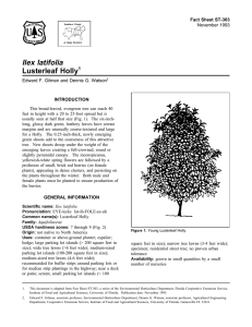 Ilex latifolia Lusterleaf Holly Fact Sheet ST-303 1