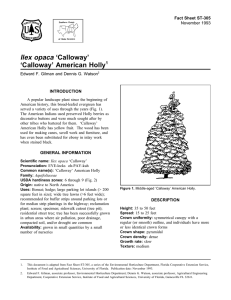 Ilex opaca ‘Calloway’ ‘Calloway’ American Holly Fact Sheet ST-305 1