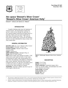 Ilex opaca ‘Stewart’s Silver Crown’ ‘Stewart’s Silver Crown’ American Holly 1