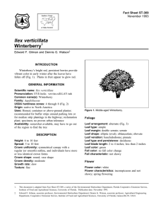 Ilex verticillata Winterberry Fact Sheet ST-309 1