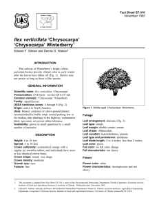 Ilex verticillata ‘Chrysocarpa’ ‘Chrysocarpa’ Winterberry Fact Sheet ST-310 1