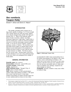 Ilex vomitoria Yaupon Holly Fact Sheet ST-311 1